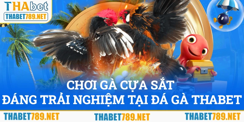 Chọi gà cựa sắt, bộ môn đáng trải tại đá gà Thabet