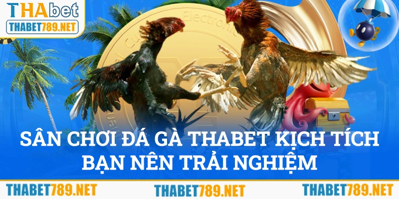 Sân chơi đá gà Thabet kịch tính bạn nên trải nghiệm